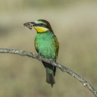 European bee-eater near the Danube Delta, Romania