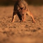 Golden jackal pup in the Danube Delta, Romania.
