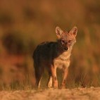 Golden jackal pup in Romania.