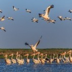 Great white pelicans on the Danube Delta, Romania