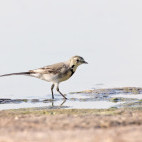 Grey wagtail in Romania