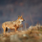 Grey wolf in Romania