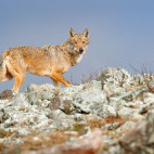 Grey wolf in Romania