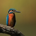 Kingfisher in the Danube Delta, Romania.
