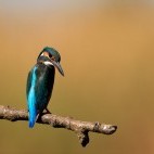 Kingfisher in the Danube Delta, Romania.