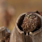 Little owl in the Danube Delta, Romania.