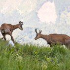 Chamois in Romania