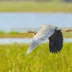 Purple heron in Romania