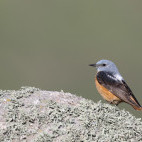 Rock thrush in Romania