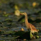 Squacco heron in the Danube Delta, Romania.