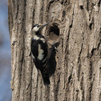 Syrian woodpecker in Romania
