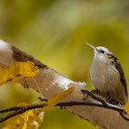 Treecreeper in Romania