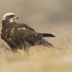 Harrier in the Danube Delta, Romania.
