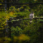 Ural owl in Romania