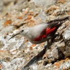 Wallcreeper in Romania