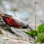 Wallcreeper in Romania