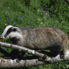 Badger in Scotland.