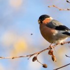 Bullfinch in Aigas, Scotland.