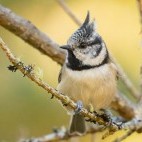 Crested tit in Aigas, Scotland.