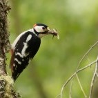 Great-spotted woodpecker in Aigas, Scotland.