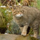 Scottish wildcat in Aigas, Scotland.