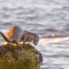Otter in Scotland.