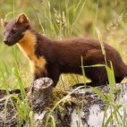Pine marten in Aigas, Scotland.