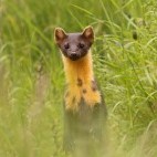 Pine marten in Aigas, Scotland.