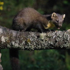Pine marten in Scotland.
