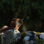 Red squirrel in Scotland.