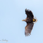 White-tailed eagle in Scotland.