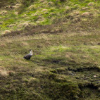 White-tailed eagle in Scotland.
