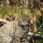 Wild cat in Scotland.