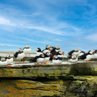 Atlantic puffins on Noss Island. 