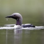 Black-throated diver in Scotland