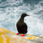 A black guillermot on the Shetland Islands.