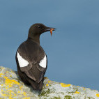 Black guillemot with a fish. 