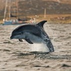 Bottlenose dolphin in Scotland