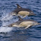 Common dolphin in Scotland.