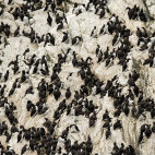 Common guillemot colony on the Shetland Islands. 