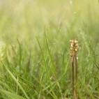 Coralroot orchid in Scotland