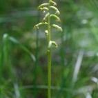 Coralroot orchid in Scotland.