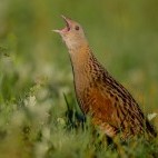 Corncrake in Scotland