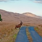 Deer in Jura, Scotland