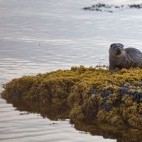 Eurasian otter in Scotland.