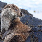 European otter. 