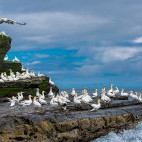A breeding colony of gannets