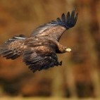 Golden eagle in Scotland