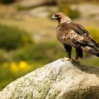 Golden eagle in Scotland