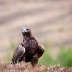 Golden eagle in Scotland